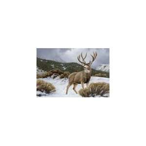  Ceramic Tile, Wild Animals, Deer on Alert, 8x12, 31202 