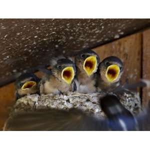  Four Barn Swallow (Hirundo Rustica), Custer State Park 
