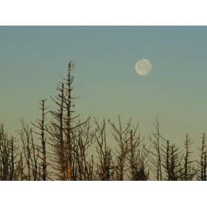 The Moon Rises Above Trees Along the Tennessee/North Carolina Border 