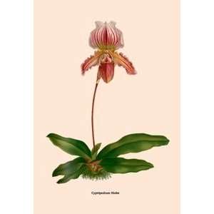  Orchid Cypripedium Niobe   20x30 Gallery Wrapped Canvas 